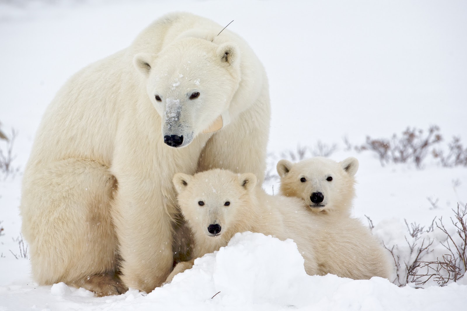 O Pequeno Urso Polar, Wiki Dobragens Portuguesas